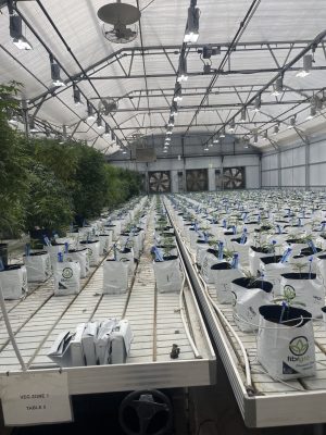 kushberry farms las vegas