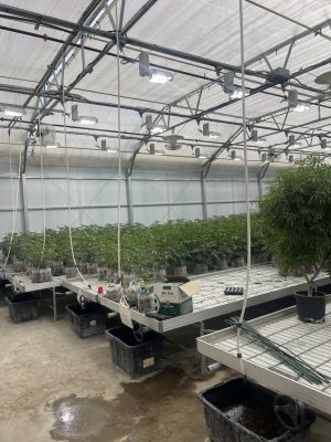 where the good times grow las vegas kushberry farms